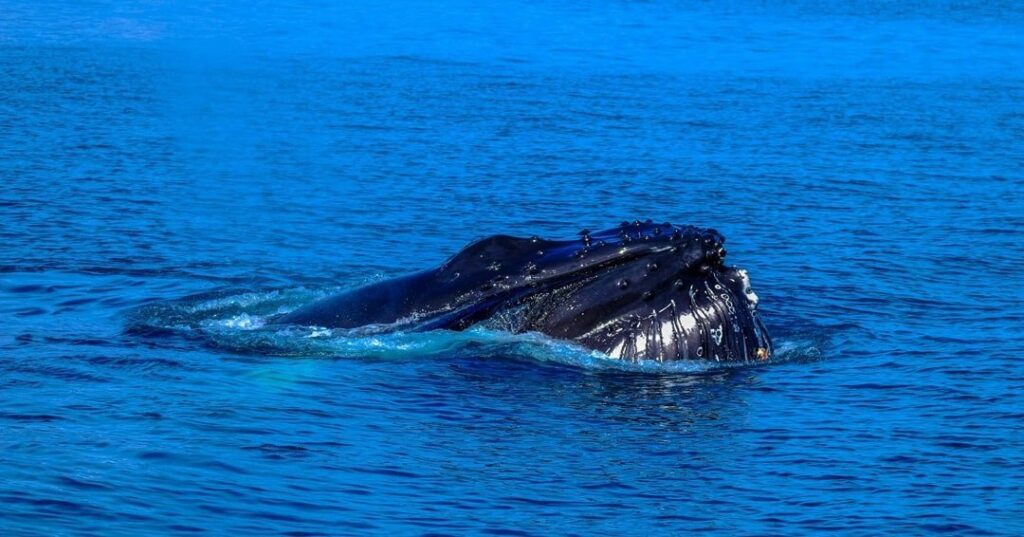República Dominicana amplía zona protegida para la conservación de las ballenas jorobadas 1 ballenas jorobadas