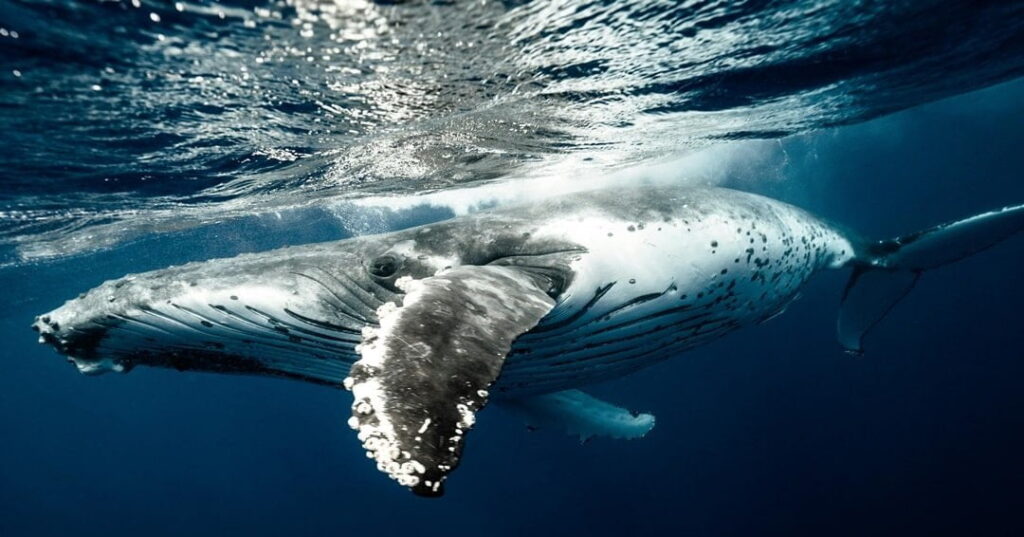 República Dominicana amplía zona protegida para la conservación de las ballenas jorobadas 2 ballenas jorobadas
