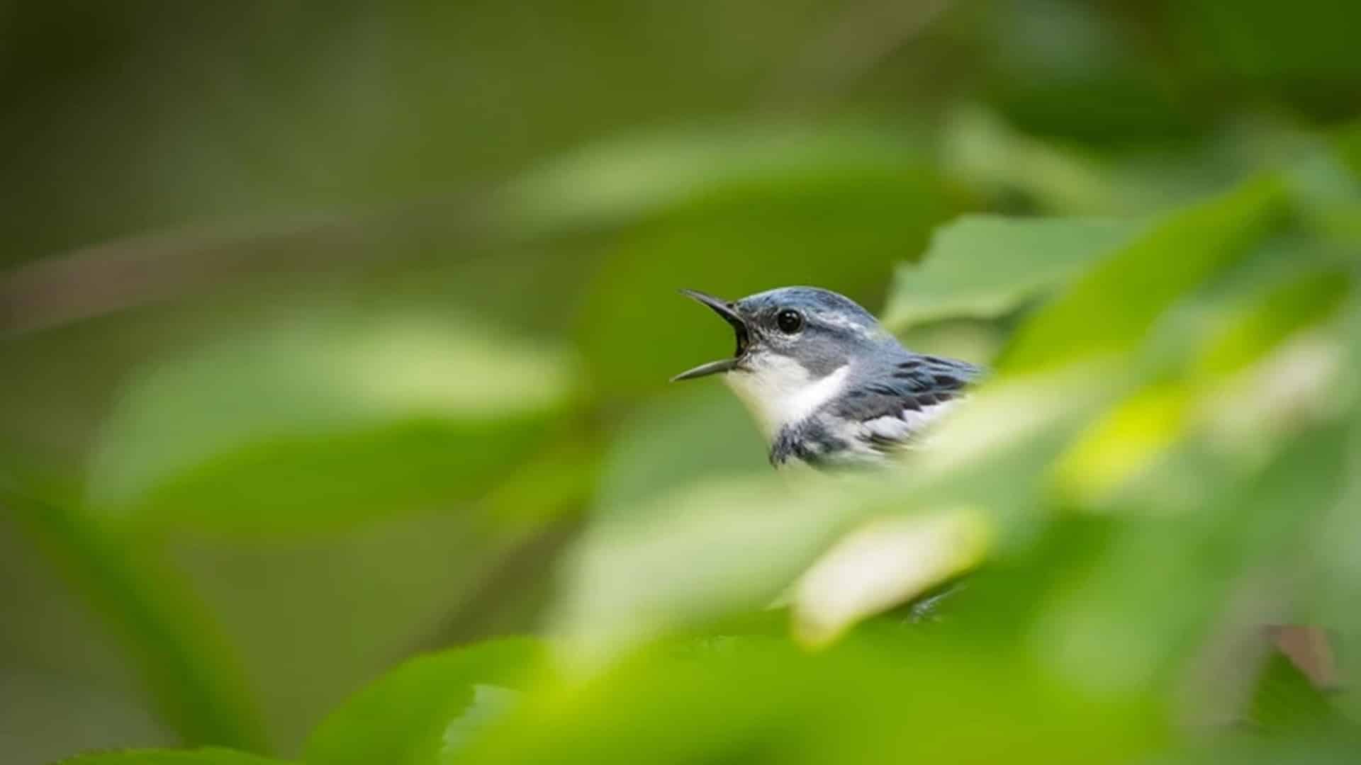 aves migratorias