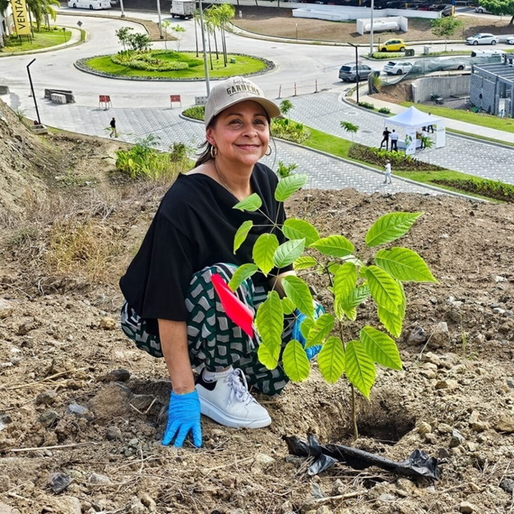 guayacanes