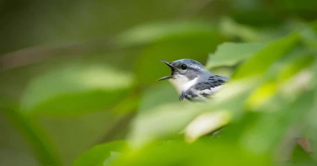 aves migratorias