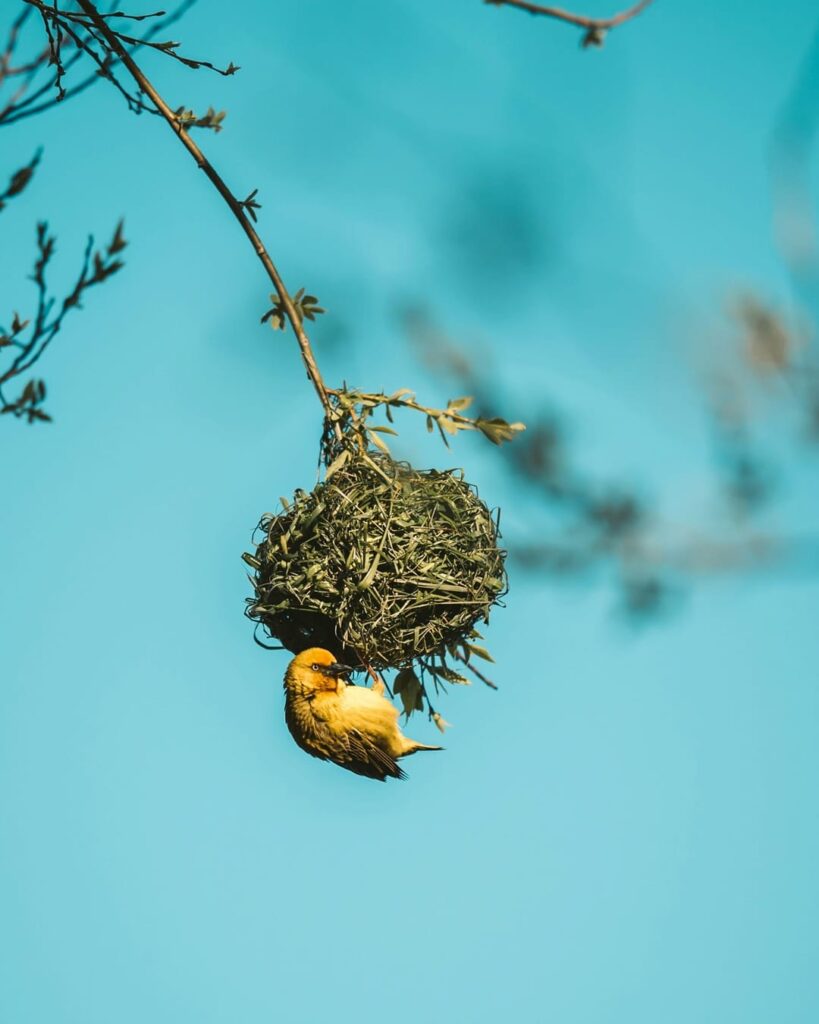 aves migratorias