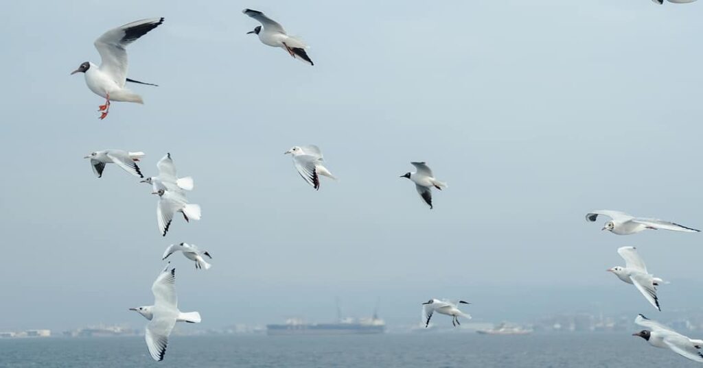 aves migratorias