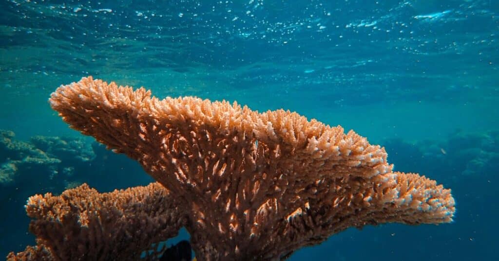 Arrecifes de coral