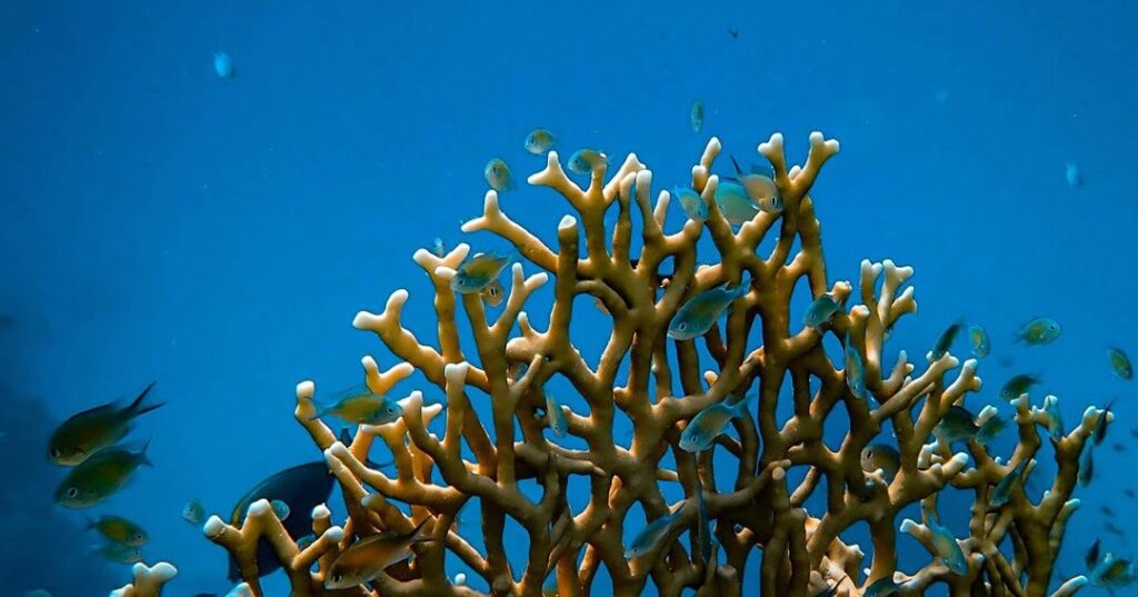 Arrecifes de coral