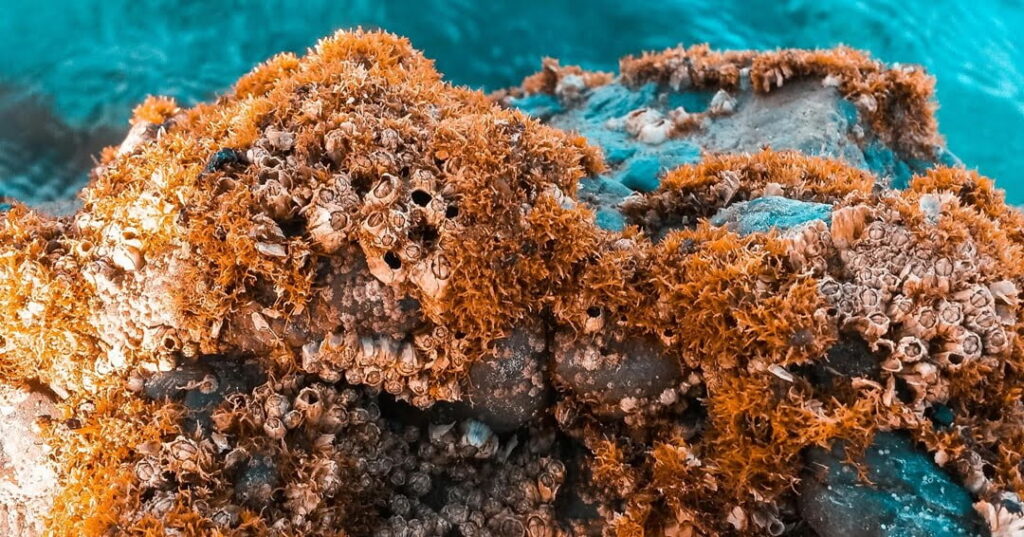Arrecifes de coral