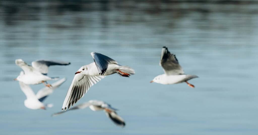 Día Mundial de las aves migratorias