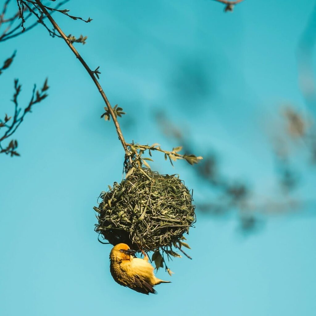 Aves migratorias 4