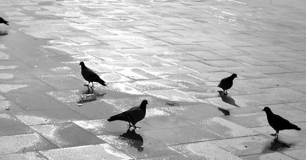 Día Mundial de las aves migratorias