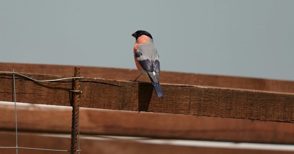 Día Mundial de las aves migratorias