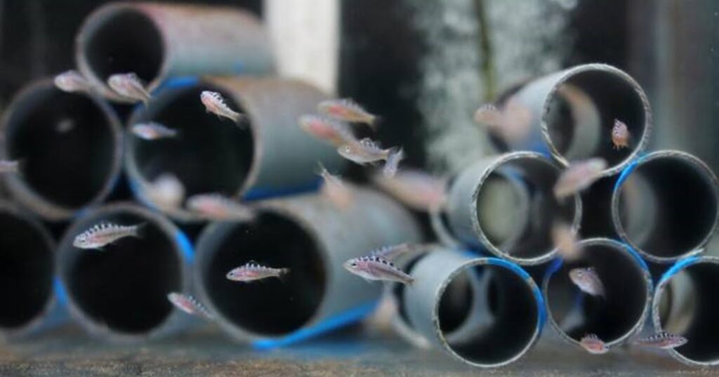 Bocas Mariculture