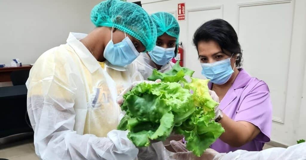 agricultura vertical