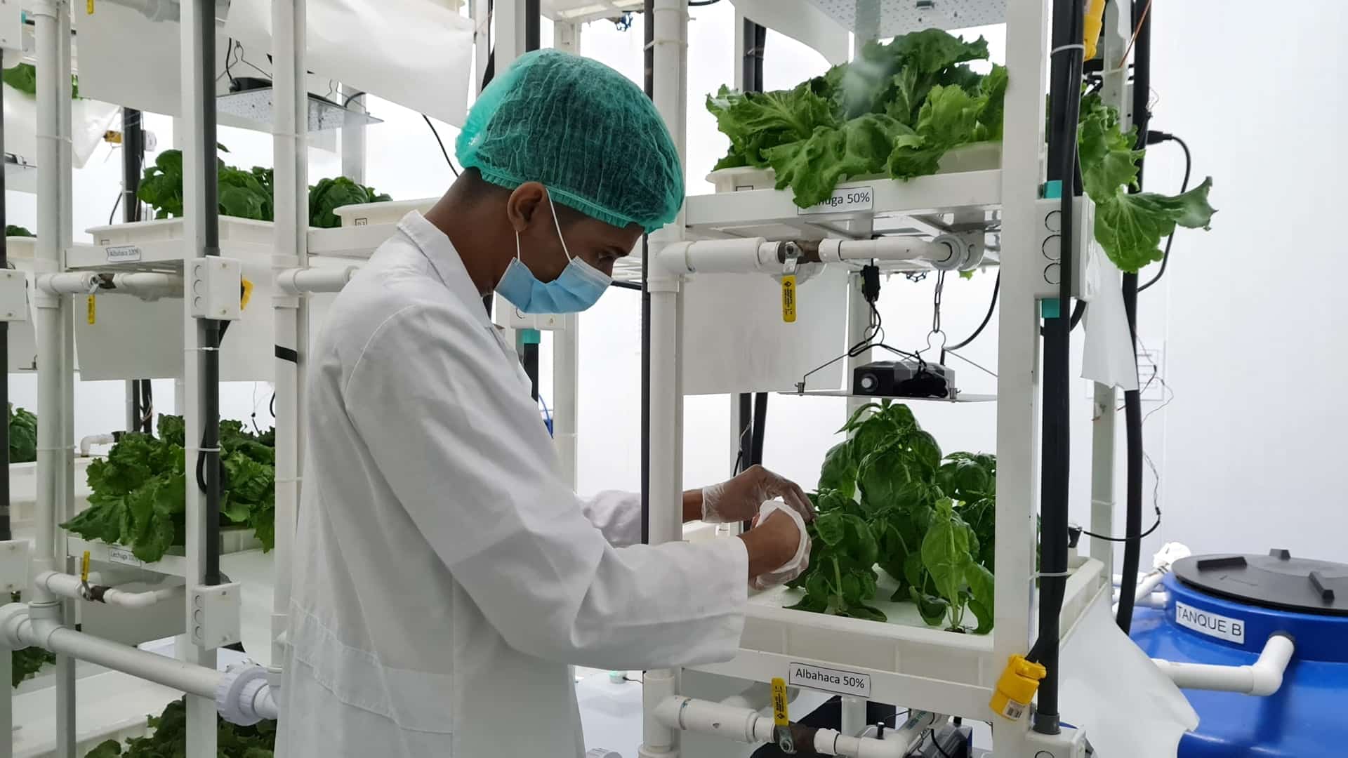 agricultura vertical