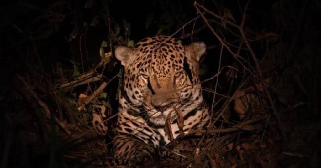Los jaguares