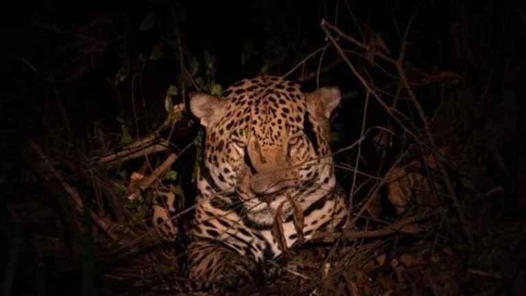 Los jaguares