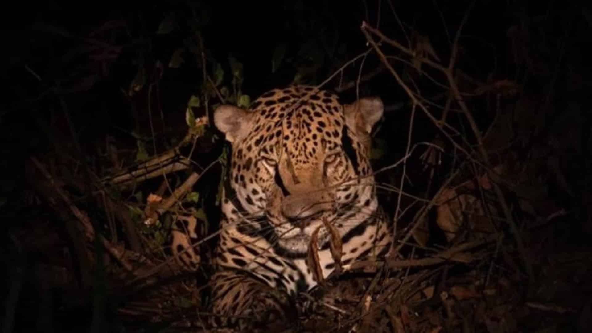 Los jaguares