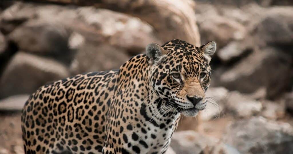 los jaguares
