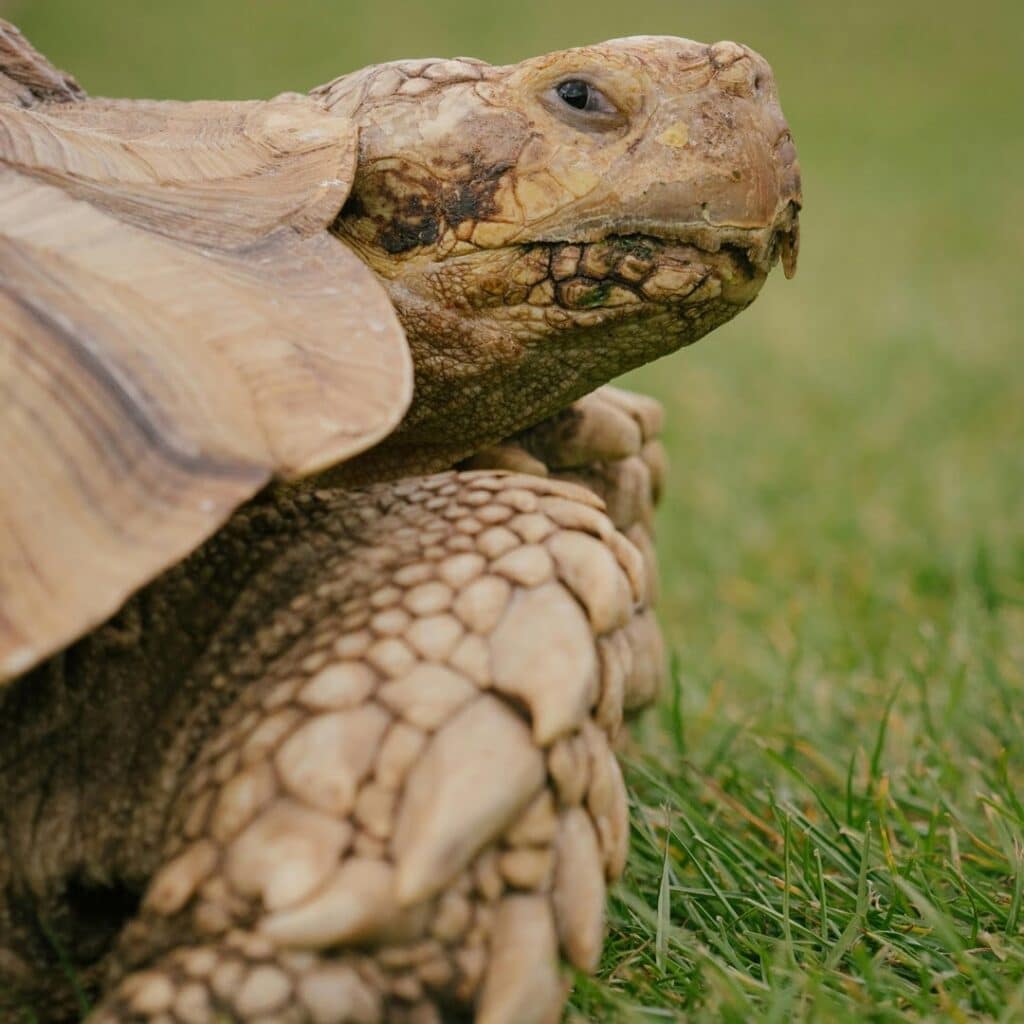 Tortugas gigantes
