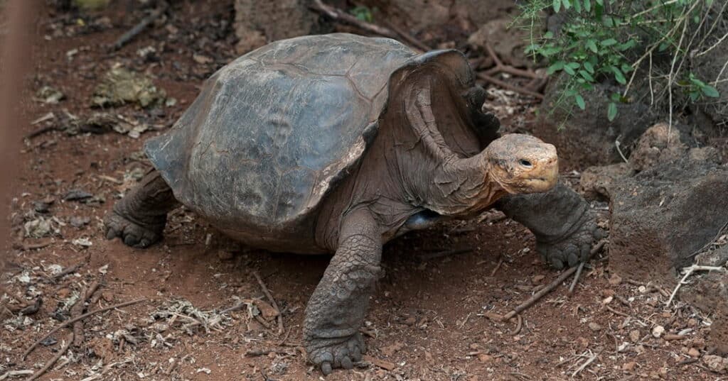 Tortugas gigantes