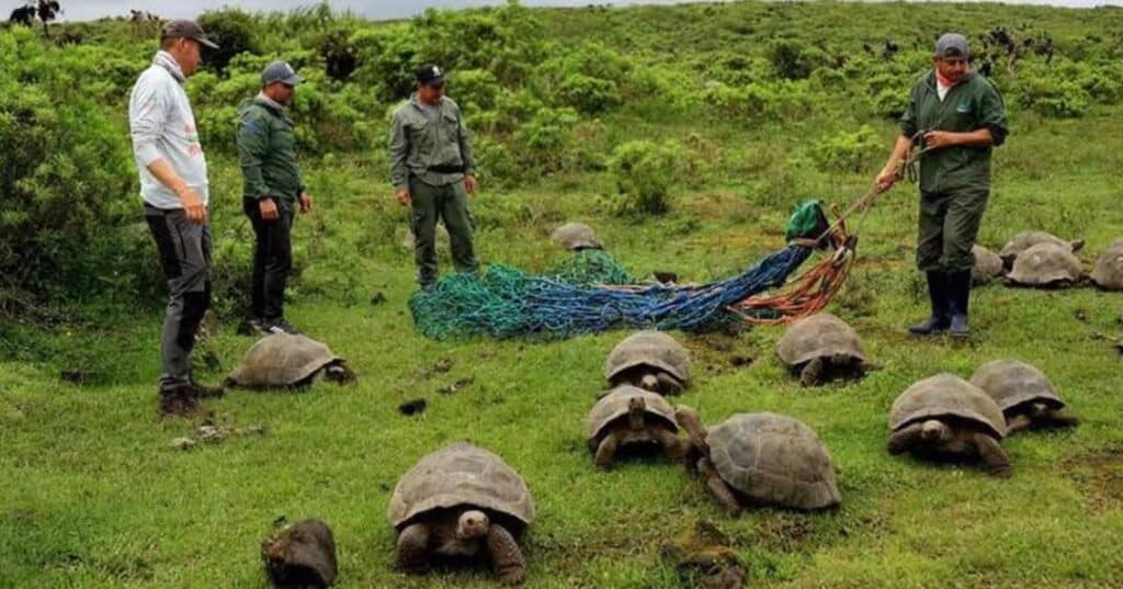 Tortugas gigantes