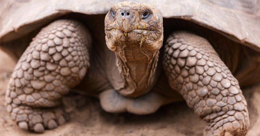 Tortugas gigantes