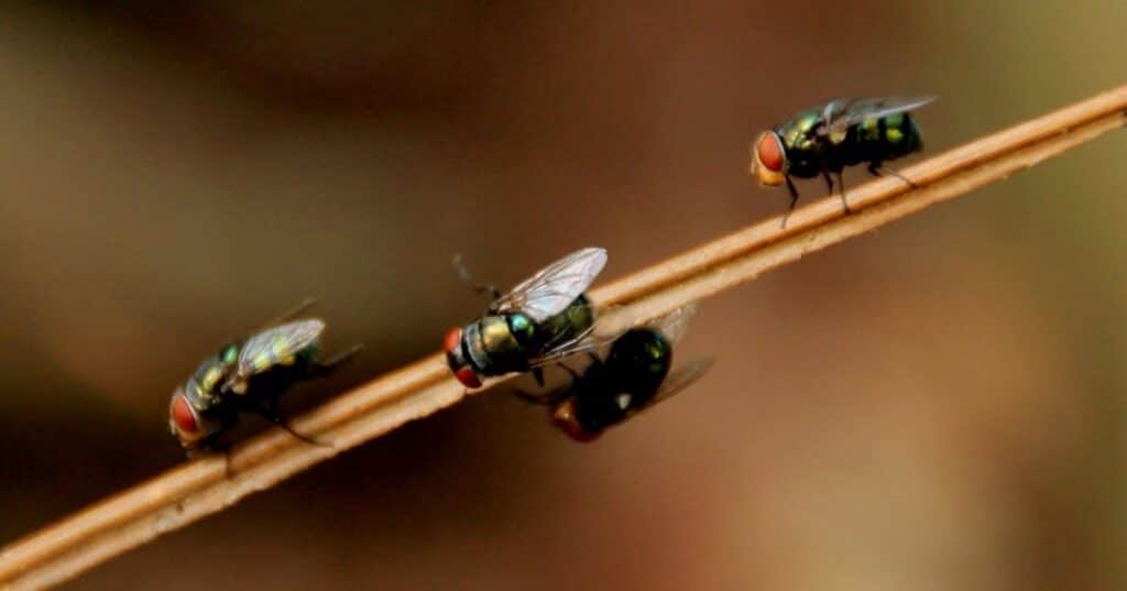 Entomología