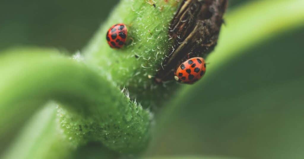 Entomología