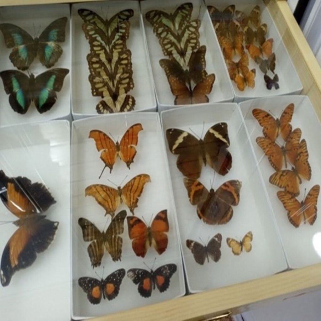 Entomología