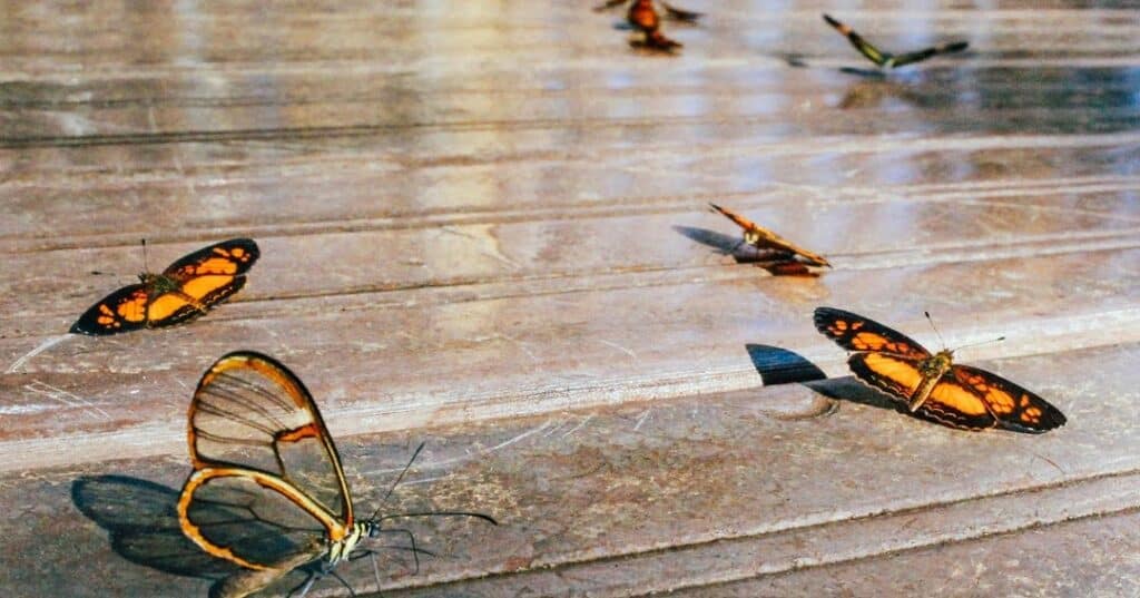 Entomología