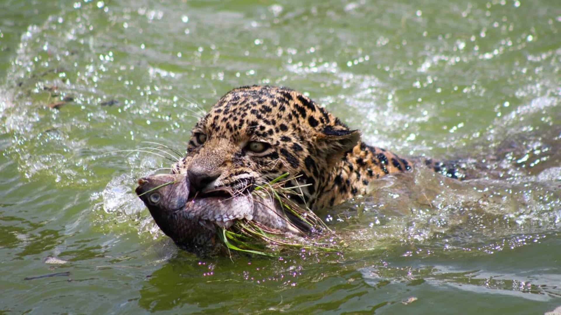 Jaguares y pumas