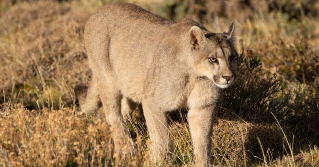 Jaguares y pumas