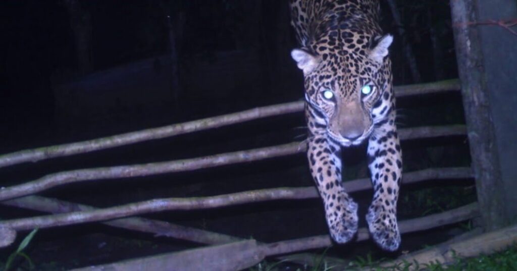 Jaguares y pumas