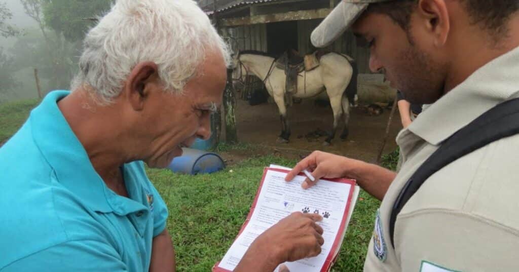 Jaguares y pumas