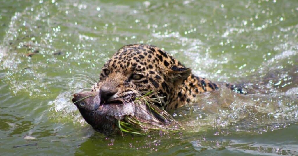 Jaguares y pumas