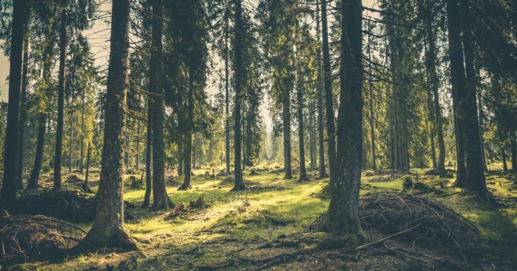 la reforestación