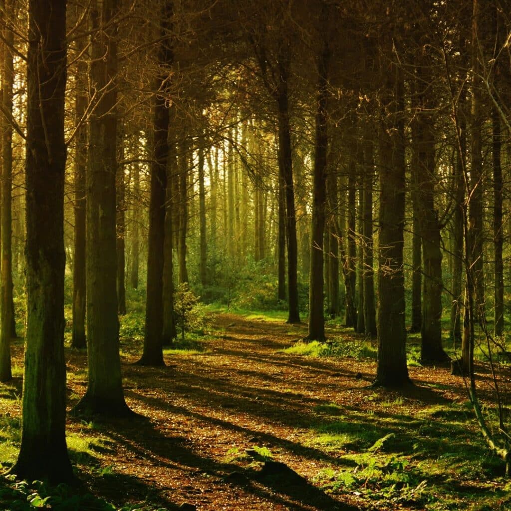 la reforestación