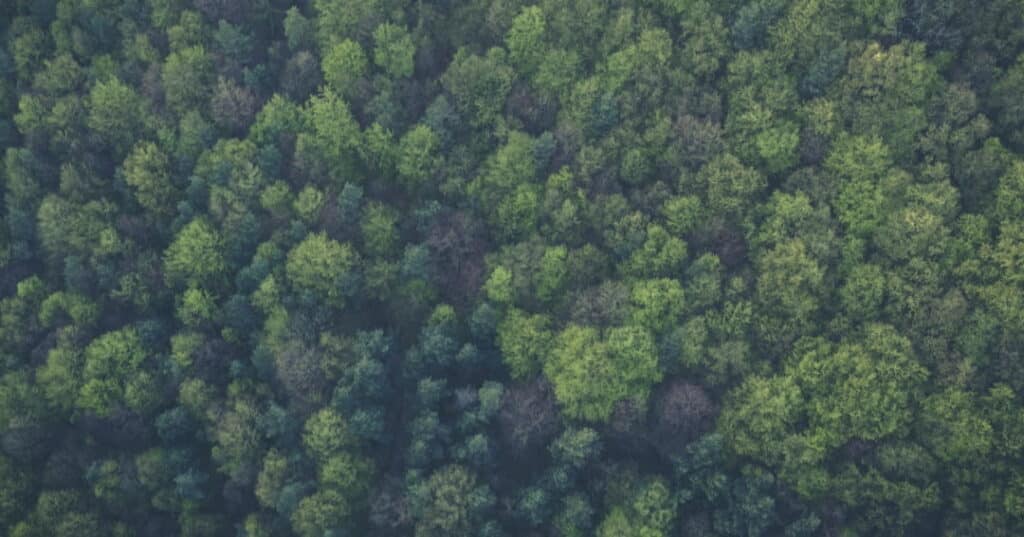 la reforestación