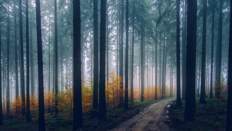 la reforestación