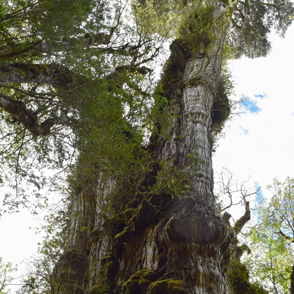 árbol más longevo