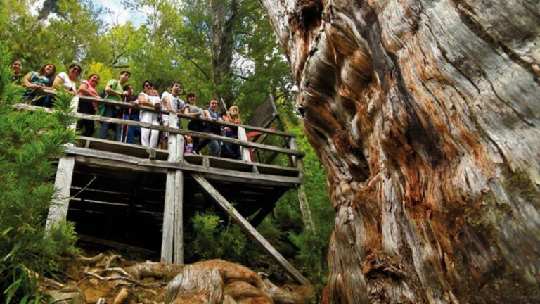 árbol más longevo