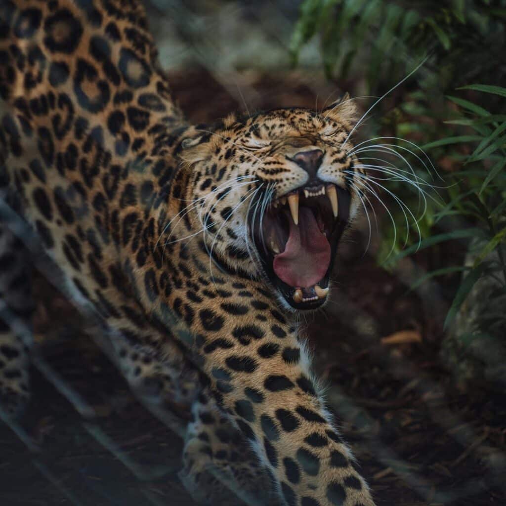 Jaguares y pumas