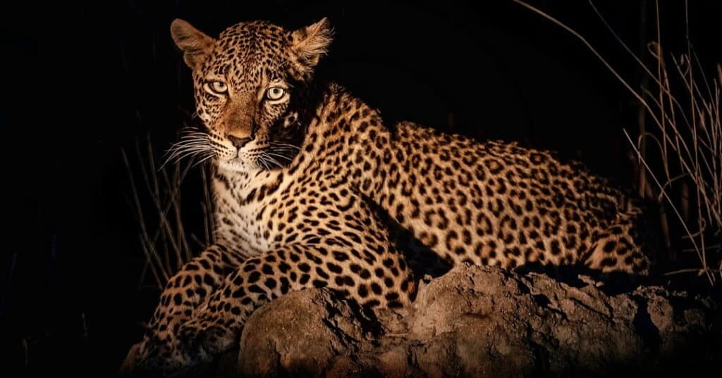 Jaguares y pumas