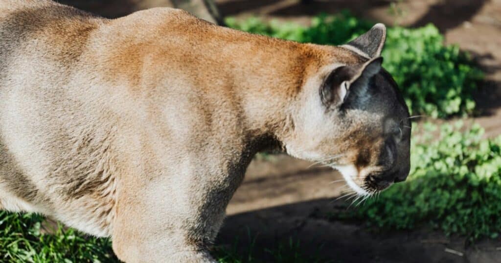 Jaguares y pumas