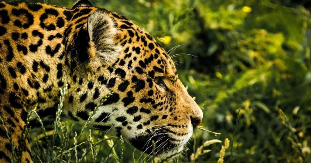 Jaguares y pumas