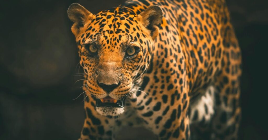 Jaguares y pumas