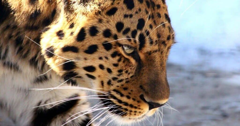 Jaguares y pumas