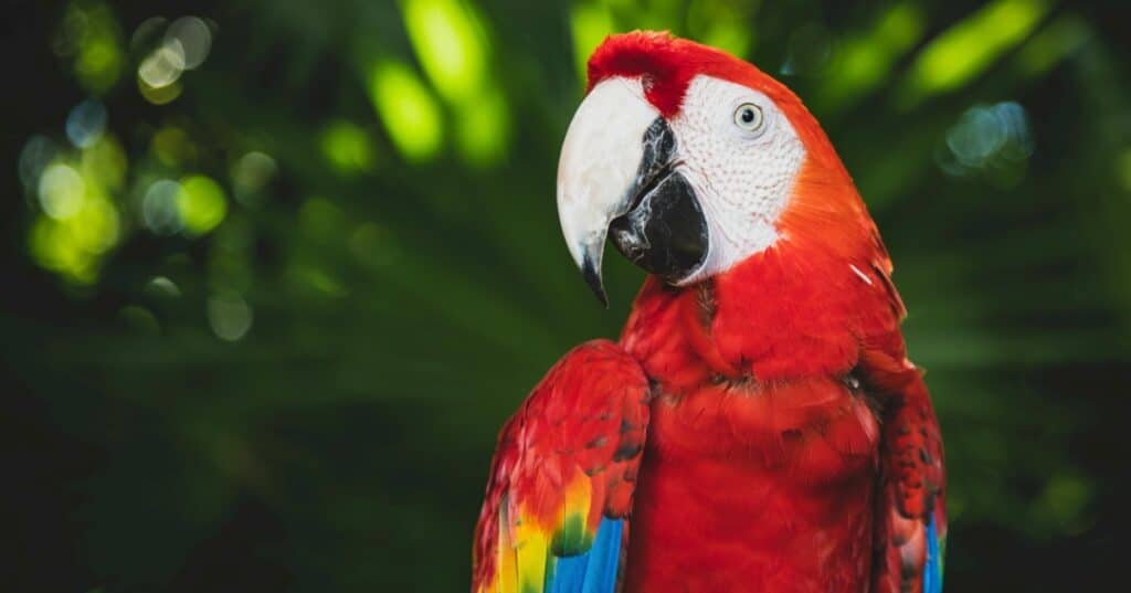 Animales en peligro de extinción