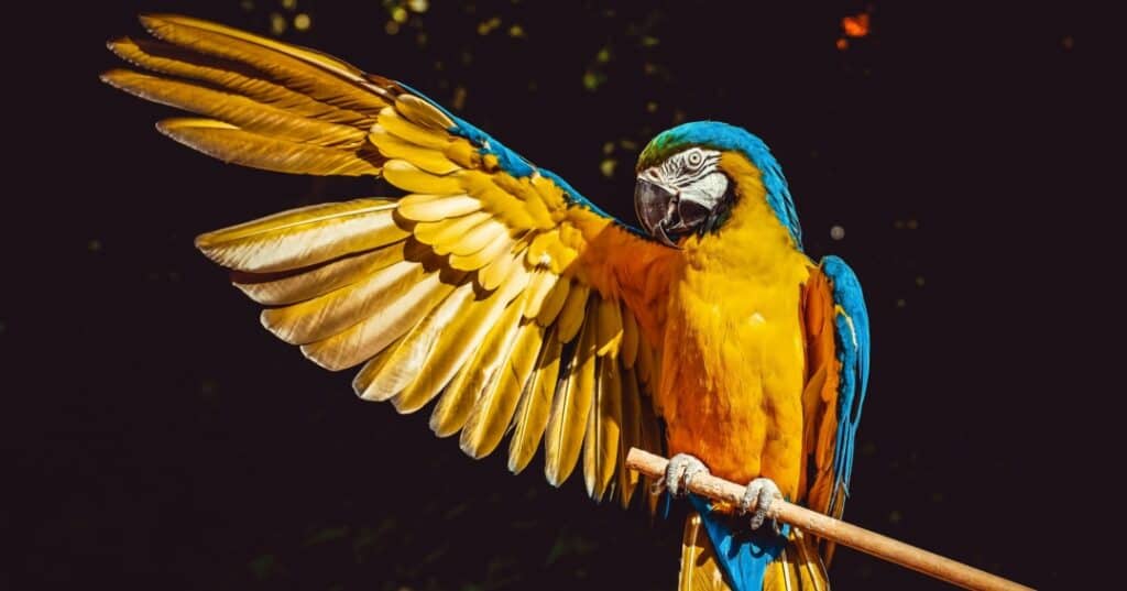 Animales en peligro de extinción