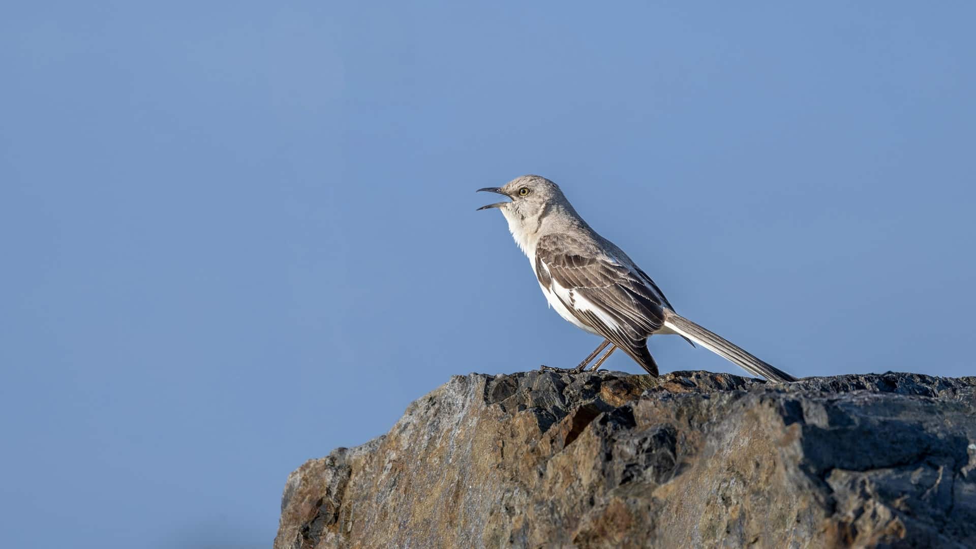 Animales en peligro de extinción