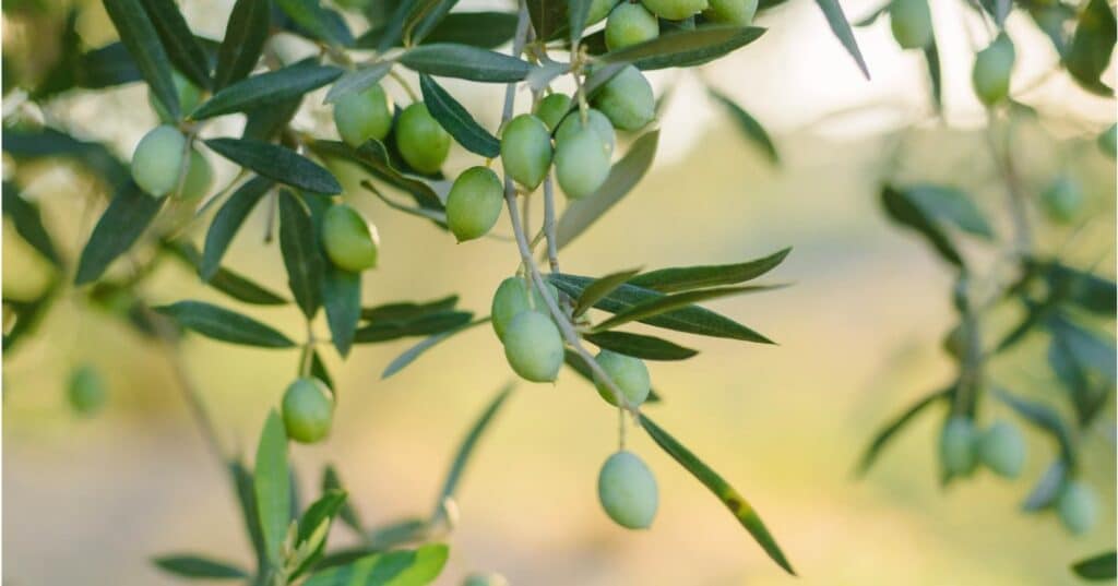 Huesos de aceituna